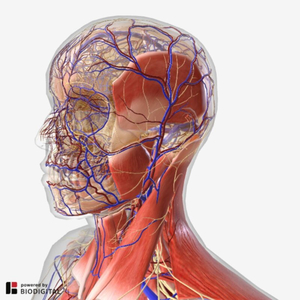 Human biodigital Anatomia
