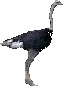 Avestruz